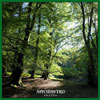Afforested - Frithu